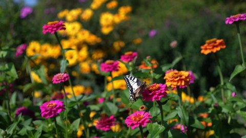 Papilio Machaon Swallowtail Butterfly collecting nectar pollen from colorful zinnia flowers. Camera movement shot with gimbal.