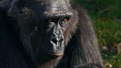 Western lowland gorilla (Gorilla gorilla gorilla) portrait