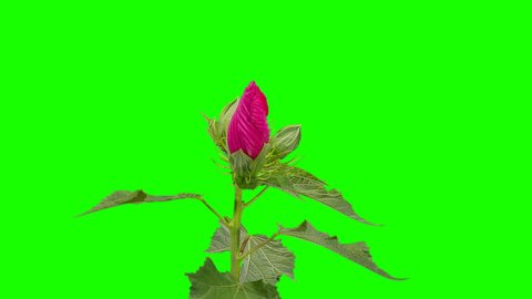 Blooming violet Hibiscus flower buds green screen, FULL HD. (Hibiscus moscheutos Crimson) (Time Lapse).