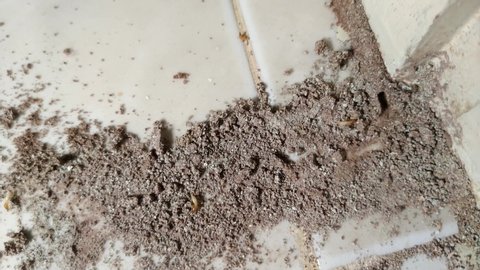 Termite soldiers, Small termites, Subterranean Termites, Dry-Wood Termites on the cement ground with route or mud tunnel pest.