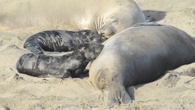 HD video Mother and newborn baby elephant seal nursing. Mom knows her pup by their scent. Mother and pup stay together for about a month, the mother feeding the baby with fat-rich milk.