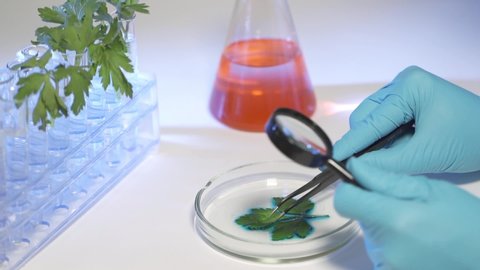 Female biochemist examine plant leaf through magnifying glass in lab