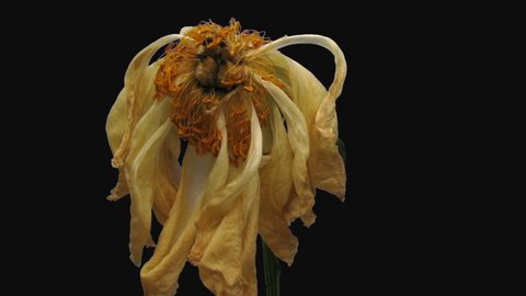 Time-lapse of resurrection coral Peony 2d2-rev isolated on black background, time reverse
