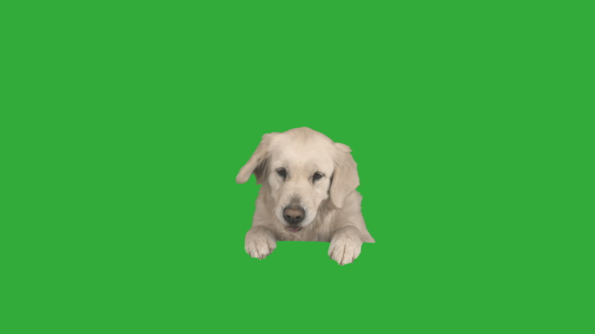 Golden retriever peeps out on a green screen. Dog breed Labrador looks, chroma key Royalty-Free Stock Footage #1044143851