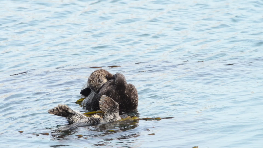 HD Video of mother Sea Otter with baby on stomach, grooming the baby. Females perform all tasks of feeding and raising offspring, and have occasionally been observed caring for orphaned pups.