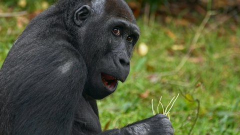 Western lowland gorilla (Gorilla gorilla gorilla) foraging