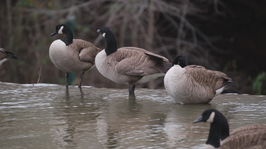 Canada Geese Branta Canadensis Resting Preening Stock Footage Video ...