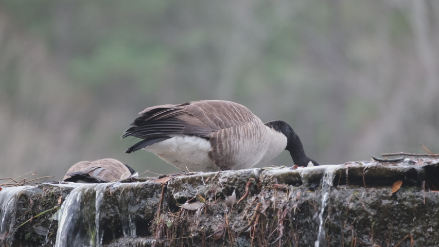 Canada Geese, Branta canadensis, resting and preening on the top of a stone dam at historic Yates Mill Pond in Raleigh, North Carolina