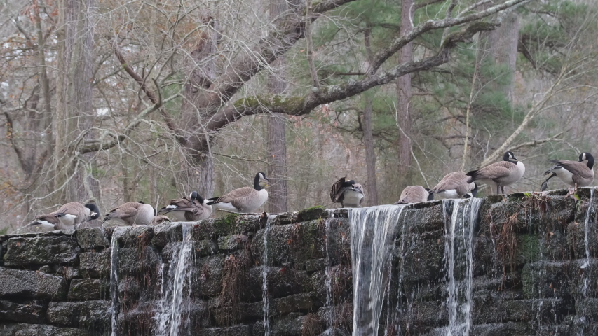 Canada Geese, Branta canadensis, resting and preening on the top of a stone dam at historic Yates Mill Pond in Raleigh, North Carolina