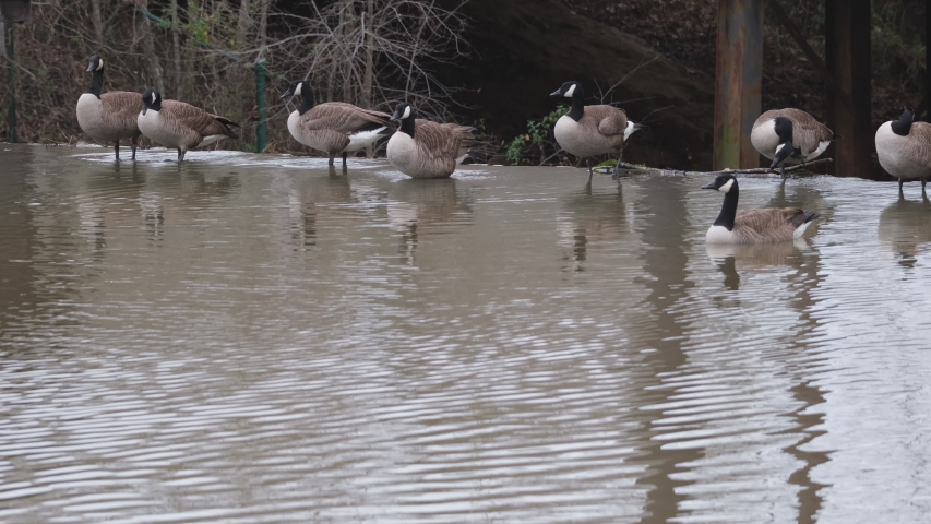 Canada Geese, Branta canadensis, resting and preening on the top of a stone dam at historic Yates Mill Pond in Raleigh, North Carolina