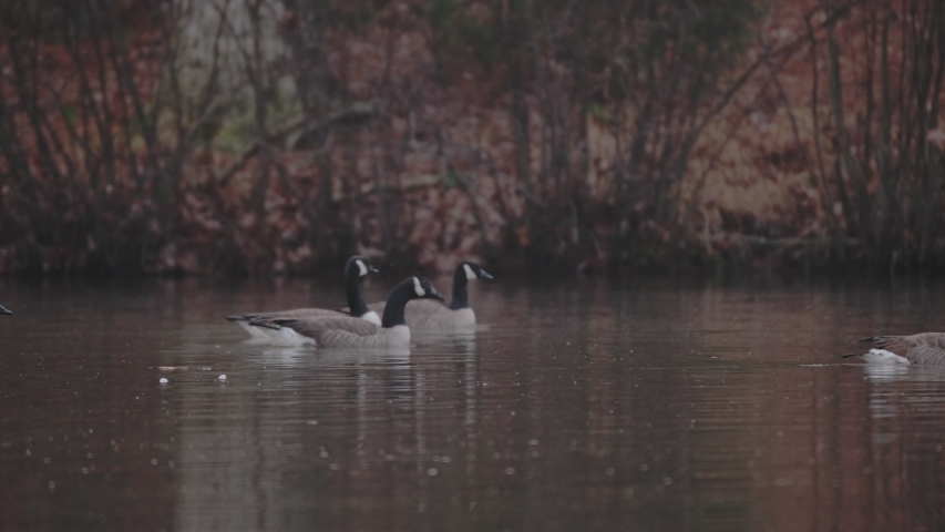 Flock of Canada Geese take flight off a pond in Raleigh, North Carolina