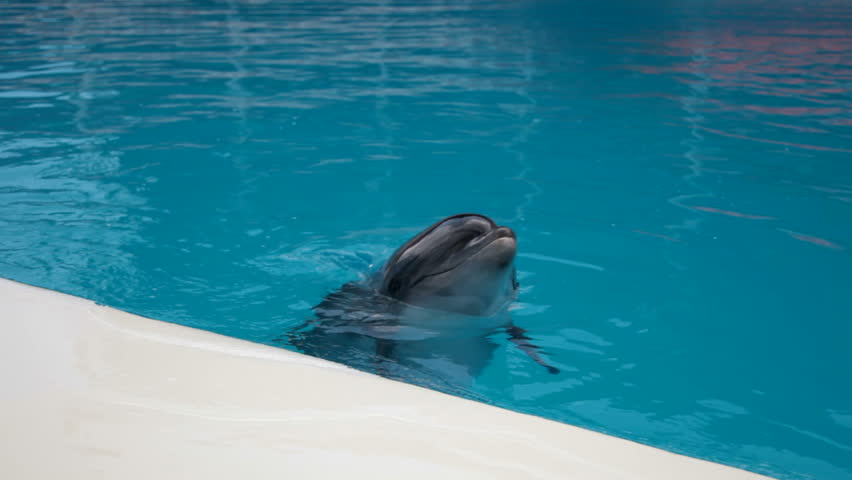 Dolphins head into the blue water | Shutterstock HD Video #1044160