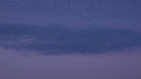 Starling birds in large flocks in the sky in the sunset England UK 4K