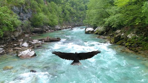 Bald eagle flies over the Tara River. Montenegro.