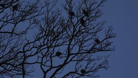 Birds in a tree ominous scary scene black starlings UK England 4K
