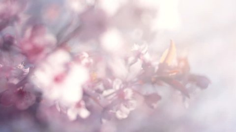 Blooming pink Japanese Sakura branch with halo soft blur effect in a milk gauze. Shallow dof. Cinematic moving fairy nature scene of cherry tree in pastel colors. Slow motion hd footage. 1920x1080
