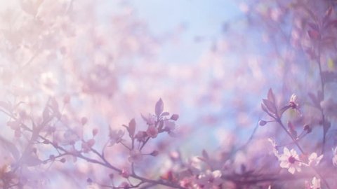 Blooming pink Japanese Sakura with blur effect in a milk gauze against blue sky. Shallow dof. Cinematic moving fairy nature scene of cherry tree in pastel colors. Slow motion hd footage. 1920x1080
