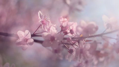 Blooming pink Japanese Sakura branch with halo soft blur effect moving from focus to defocus. Shallow dof. Cinematic fairy scene of cherry tree in pastel colors. Slow motion hd footage. 1920x1080
