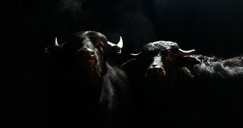 Two young bulls facing camera back lit against black background