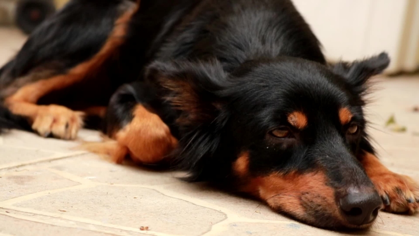 Close up of dog lying on the floor