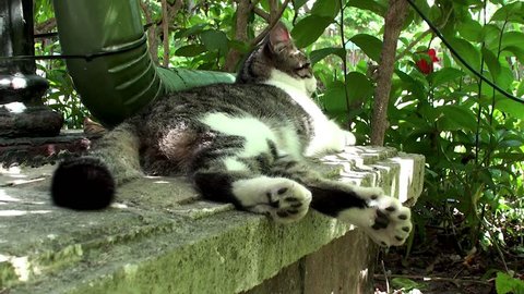 Polydactyl cat in Hemingway House (six toes on each paw). Key West, Florida, USA.