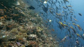 School of Fish Amandira Indonesia
