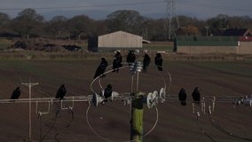 Aerial view of crows and rooks on a wire in the countryside of England. Black birds intelligent and scary UK 4K 