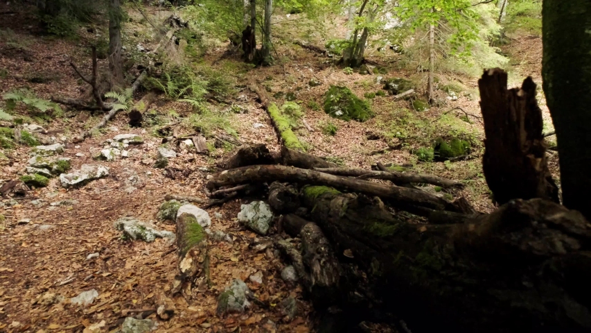 Man walking through Pokljuka Gorge in Slovenia during spring in the Triglav National Park