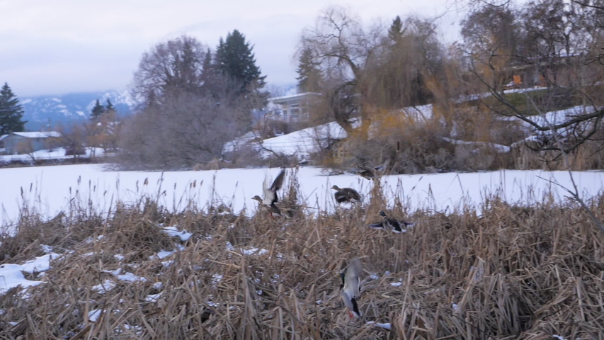 ducks take off fly over frozen lake