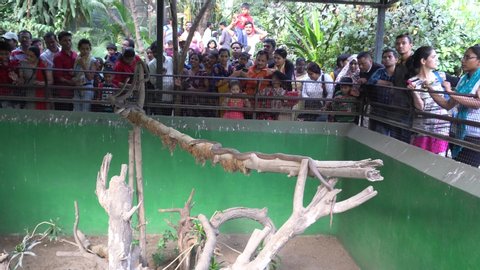 Pune, Maharashtra, India 5 January 2020 - Unidentified tourists visit to zoo or zoological gardens for enjoyment