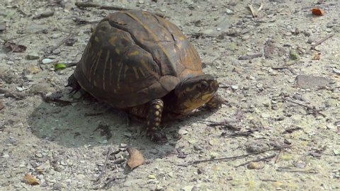 box turtle walking on ground