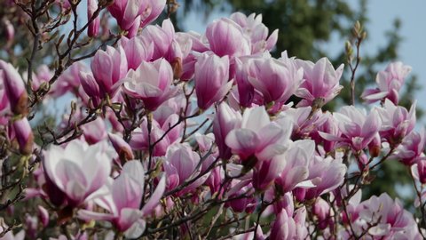 close up shot of a branch with purple blooming blossoms of a liliiflora magnolia tree in a garden in spring time, wind is slightly moving the blossoms, background sound birds singing