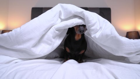 Naughty black and tan dachshund dog is sitting in the center of bed, hiding and looking under the covers,  at home or at dog-friendly hotel room,  barking and throws him off. 