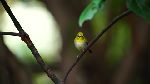 Japanese White-eye, Dark Green.Cute bird  perching on a branch.(Scientific Name : Zosterops simplex ) Slow motion