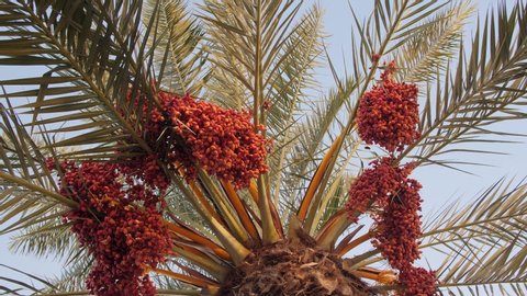 Date Palm Tree With Ripe Fruits And Branches Moving in The Wind, Palm Tree with date fruits.
