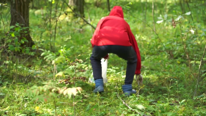 Collect mushrooms in the forest