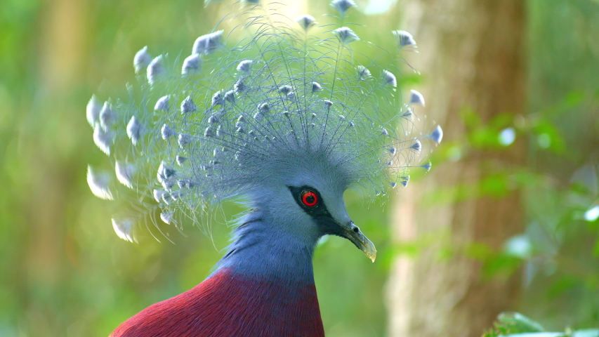 Close up view of a head of victoria crowned pigeon in tropical forest with green blurred background Royalty-Free Stock Footage #1044222043