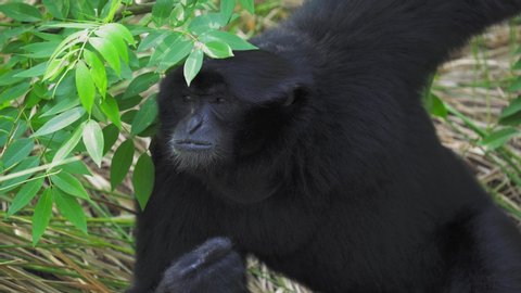 Close up Siamang (Symphalangus syndactylus) eating leaves deliciously. The largest of the gibbons. Siamang is an arboreal black-furred gibbon native to the forests of Indonesia, Malaysia and Thailand.