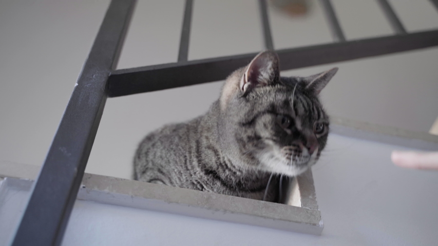 Tabby cat playing with girl