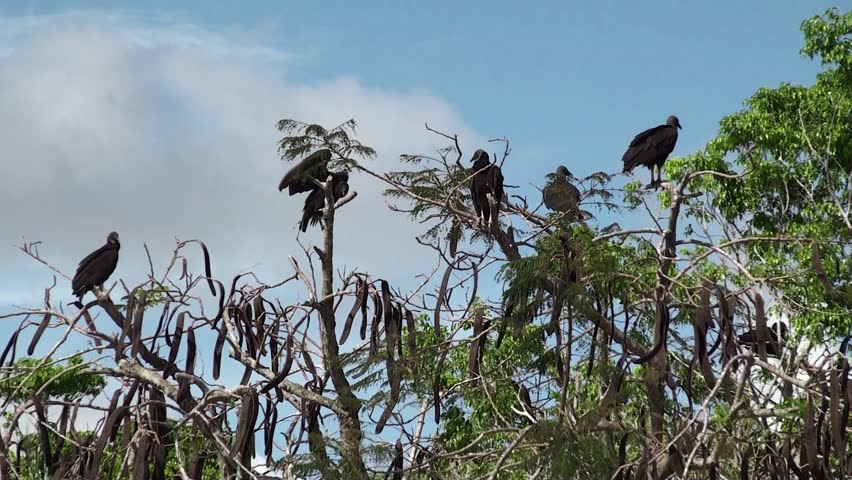American Black Vultures on a tree in Everglades NP. Florida, USA.
