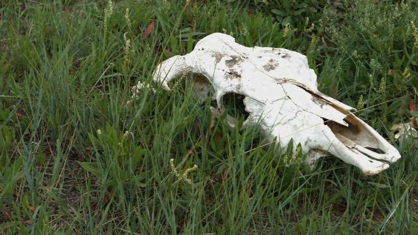 cow skull in the field