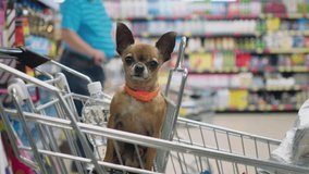 small decorative dog is sitting in supermarket trolley an looks around in 4K slow motion close up video