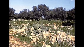 countryside with animals of Haifa town by the Mediterranean sea. Historical archival footage in the 1970s of Israel.