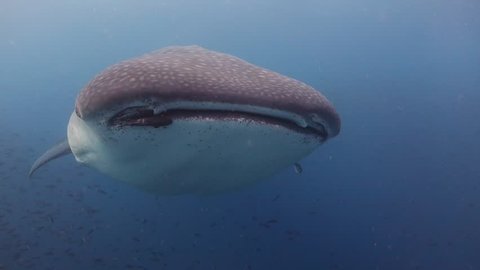 Very close swim by of whaleshark at Darwin's Arch in the Galapagos.