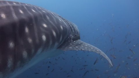 Following close on a whaleshark as it swims by at Darwin's Arch in the Galapagos.