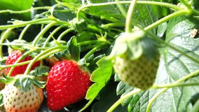 Japanese strawberry grown in house