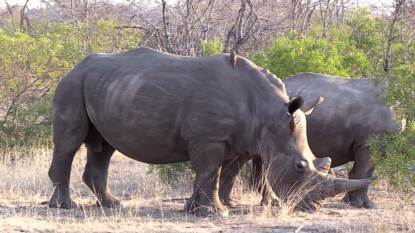 White Rhino image - Free stock photo - Public Domain photo - CC0 Images