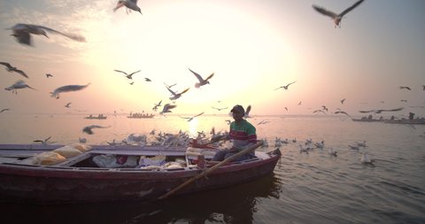 January Varanasi 2020: Slow-motion clip of Indian men feeding seagulls in the Holy river Ganges at sunrise, in Varanasi, Uttar Pradesh, India