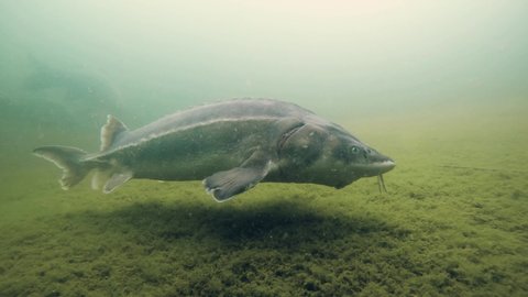 Freshwater fish Russian sturgeon, acipenser gueldenstaedti in the beautiful clean river. Underwater footage of swimming sturgeon in the nature. Wild life animal. River habitat, nice background.
