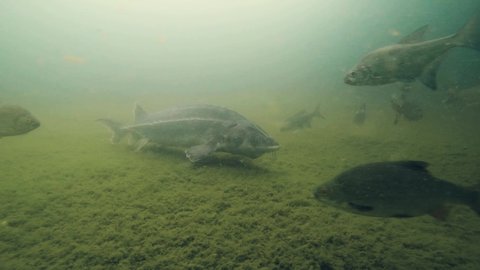 Freshwater fish Russian sturgeon, acipenser gueldenstaedti in the beautiful clean river. Underwater footage of swimming sturgeon in the nature. Wild life animal. River habitat, nice background.